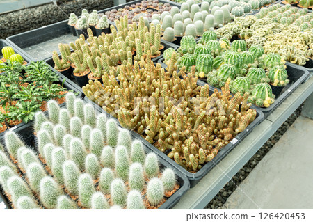 Bright greenhouse exhibition a close-up showcase of diverse cactus varieties and botanicals 126420453