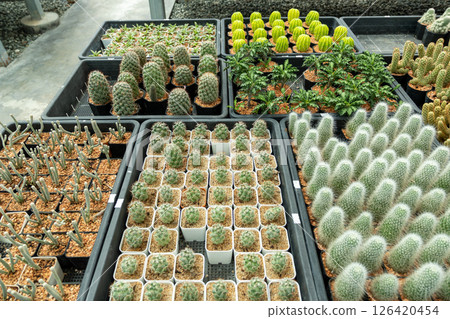 Cactus showcase greenhouse unique plant varieties indoor garden bright setting close-up view 126420454