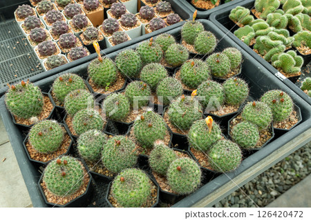 Vibrant cactus display greenhouse plant collection nature close-up botanical beauty Vibrant cactus display greenhouse plant collection nature close-up botanical beauty 126420472