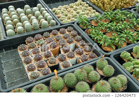 Cactus varieties showcase greenhouse plant collection indoor environment close-up view nature's art Cactus varieties showcase greenhouse plant collection indoor environment close-up view nature's art 126420473