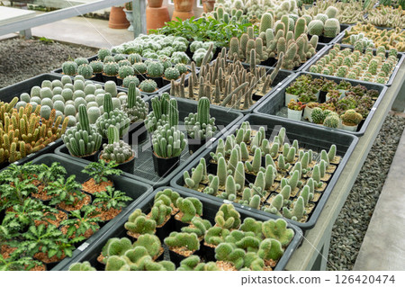 Exploring cactus diversity indoor botanical garden photographic showcase and close-up collection Exploring cactus diversity indoor botanical garden photographic showcase and close-up collection 126420474