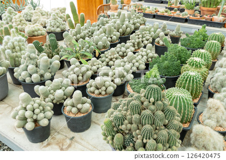 Vibrant cactus collection a botanical garden showcase of indoor nature's beauty 126420475
