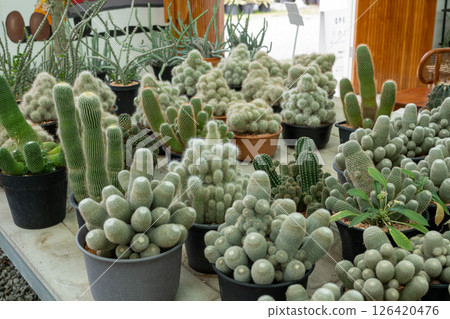 Indoor cactus collection showcase nature's beauty a botanical garden display Indoor cactus collection showcase nature's beauty a botanical garden display 126420476