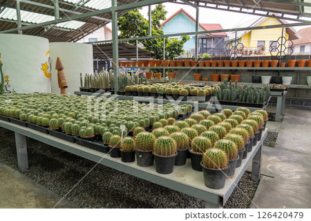 Cactus cultivation event at garden center urban setting plant showcase indoor view nature concept Cactus cultivation event at garden center urban setting plant showcase indoor view nature concept 126420479