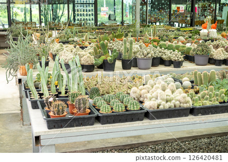 Cacti collection showcase greenhouse plant display bright environment wide angle nature inspiration 126420481