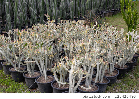 Cacti display nursery vibrant green environment nature outdoor viewpoint Cacti display nursery vibrant green environment nature outdoor viewpoint 126420486
