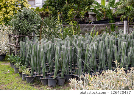 Outdoor cactus collection a beautiful botanical display at the nursery 126420487