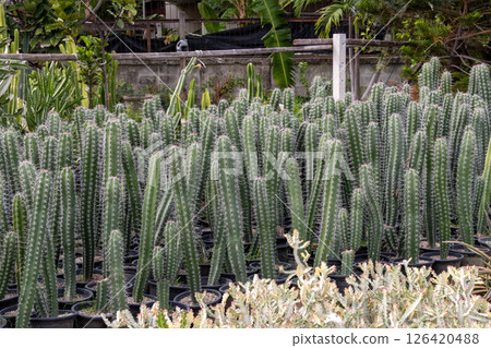 Cactus cultivation event urban nursery plant showcase tropical environment ground-level viewpoint 126420488