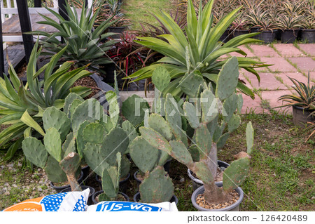 Cactus planting workshop urban garden guide greenhouse close-up sustainable practices 126420489