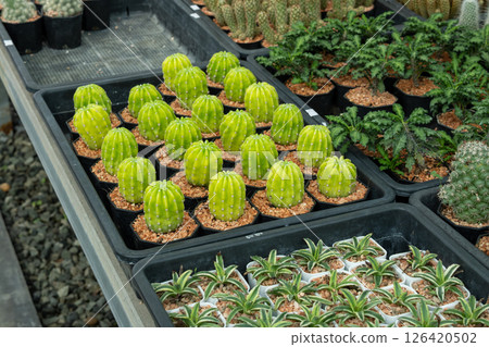 Cacti display greenhouse nursery nature vibrant green environment close-up view 126420502