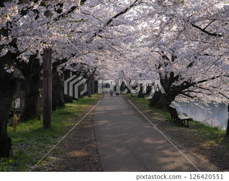 弘前城公園的典型早晨景色,櫻花盛開 弘前城公園的典型早晨景色,櫻花盛開 126420551