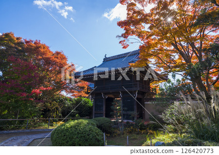 京都源光庵山門和秋葉 126420773