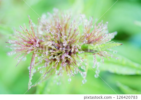 帶有雨滴的美麗粉紅花蕾 126420783