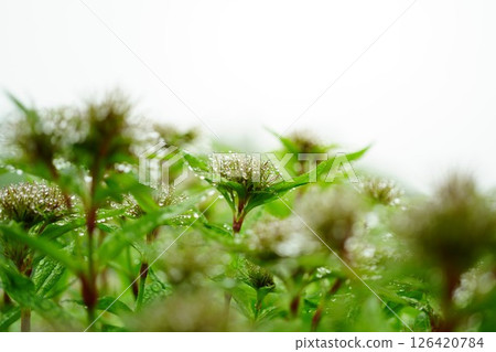 帶有雨滴的美麗粉紅花蕾 126420784