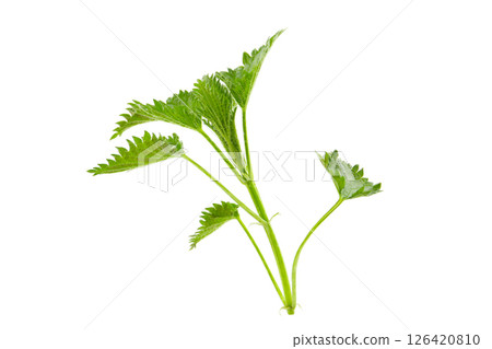 白色背景中的蕁麻葉 白色背景中的蕁麻葉 126420810