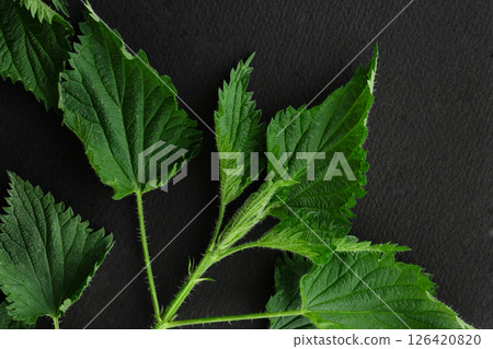 Nettle leaves Nettle leaves 126420820