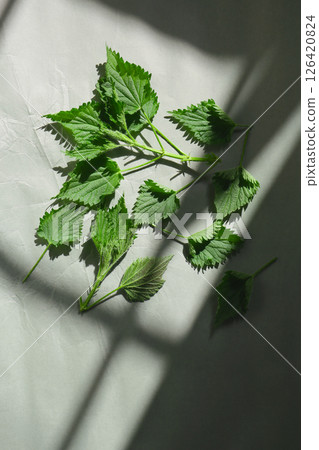 Nettle leaves Nettle leaves 126420824