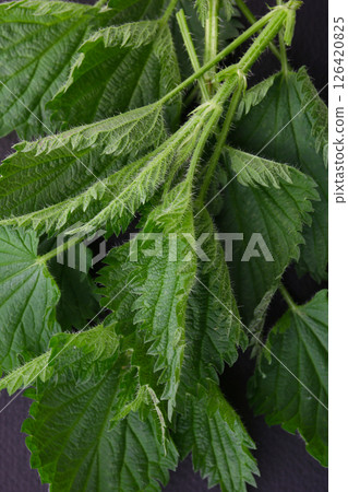 Nettle leaves Nettle leaves 126420825