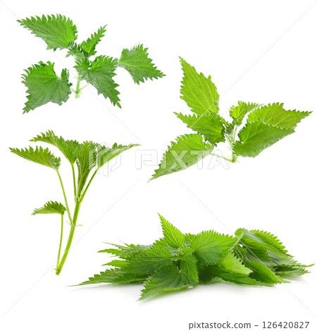 Nettle leaves on a white background Nettle leaves on a white background 126420827