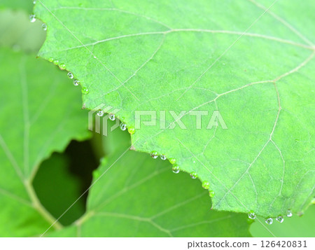 蜂斗菜葉子溢出 126420831