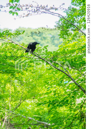 A crow hunting for prey amidst the fresh greenery A crow hunting for prey amidst the fresh greenery 126420916