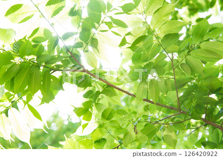 光線透過新鮮的綠葉閃耀 光線透過新鮮的綠葉閃耀 126420922