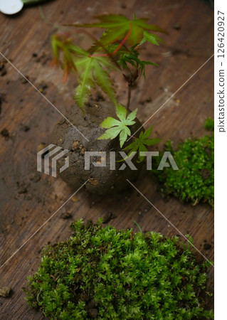 How to make a moss ball 126420927