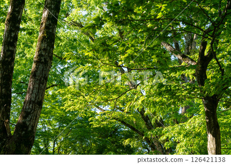 新的綠色形象 126421138