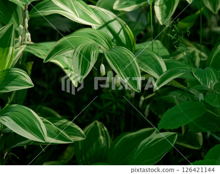 天門冬科多年生植物 Narcoyuri 正在開花 126421144