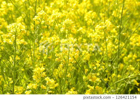 Rape flower field in full bloom Rape flower field in full bloom 126421154