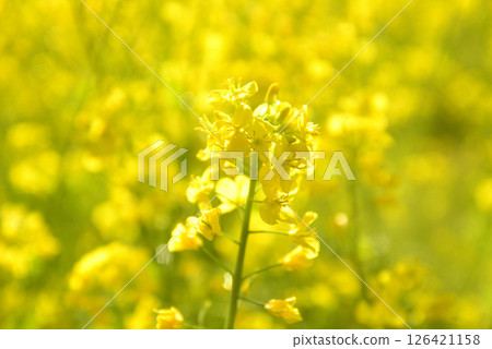 Rape flower field in full bloom Rape flower field in full bloom 126421158