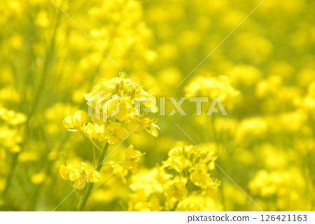 Rape flower field in full bloom 126421163