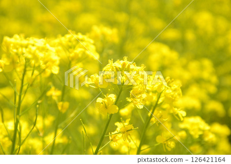 Rape flower field in full bloom 126421164