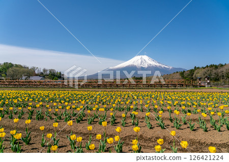 [Yamanashi Prefecture] Mount Fuji and yellow tulips in full bloom on a clear day 126421224