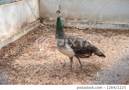 A female peafowl living in wildlife conservation area in Thailand. Female peafowls are much duller gray birds with a white belly, and a much shorter, grayish tail. A female peafowl living in wildlife conservation area in Thailand. Female peafowls are much duller gray birds with a white belly, and a much shorter, grayish tail. 126421225