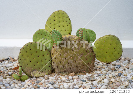 Opuntia rufida cactus growing new pads look like bunny ears. Opuntia rufida cactus growing new pads look like bunny ears. 126421233