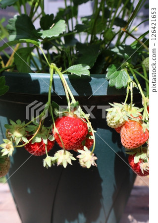 Strawberries grown in a planter Strawberries grown in a planter 126421653