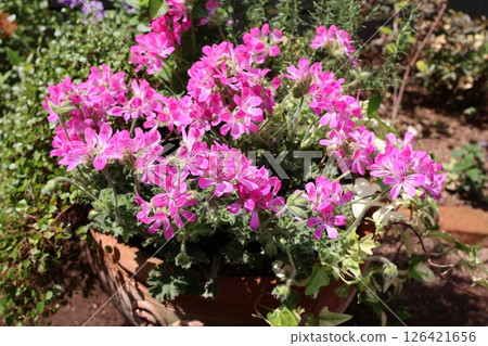 Pink herb geranium planting 126421656