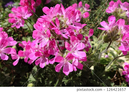 Pink small flower herb geranium 126421657