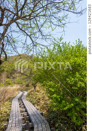 初夏的赤城山 - 角萬淵登山道 126421683