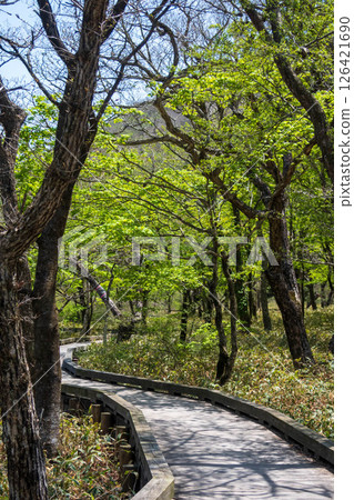 Mount Akagi in early summer - Kakumanbuchi Trail Mount Akagi in early summer - Kakumanbuchi Trail 126421690