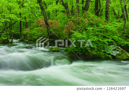 奧入瀨溪谷的新綠與山杜鵑 126421697