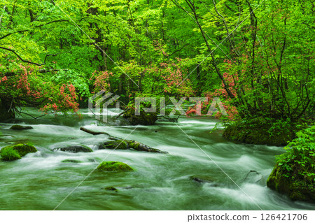 Fresh greenery and mountain azaleas in the Oirase Gorge 126421706
