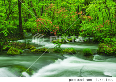 Fresh greenery and mountain azaleas in the Oirase Gorge Fresh greenery and mountain azaleas in the Oirase Gorge 126421709