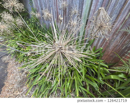 Dead flower heads on a vibrant green Agapanthus plant 126421719