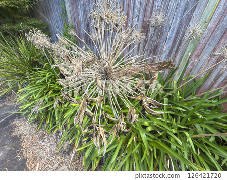 Dead flower heads on a vibrant green Agapanthus plant 126421720