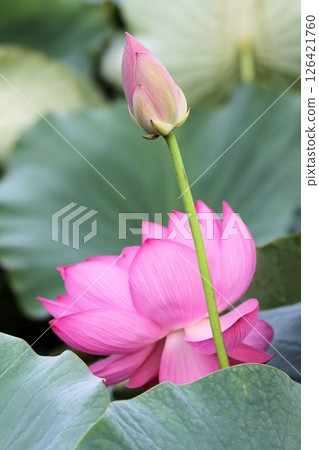 蓮花和芽 蓮花和芽 126421760