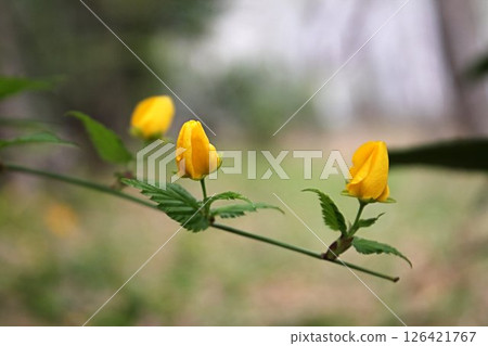 森林裡的山吹花蕾 森林裡的山吹花蕾 126421767