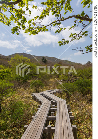 初夏的赤城山 - 角萬淵登山道 126421786