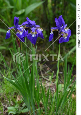 Iris flowers blooming in the garden of the house 126421796